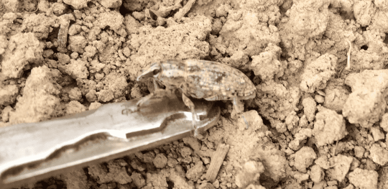 Groźny szkodnik pustoszy plantacje buraków cukrowych