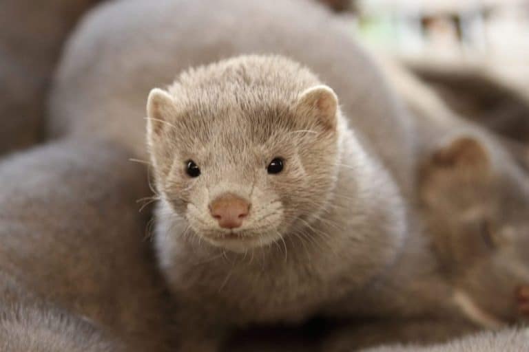 Koronawirus na fermie norek, wszystkie zwierzęta zostaną zabite