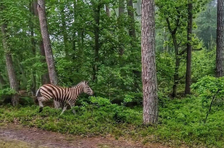 W lesie na Mierzei Wiślanej hasała sobie… zebra