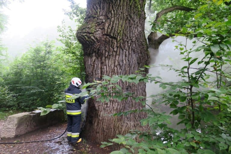 450-letni dąb Wincenty prawdopodobnie został podpalony
