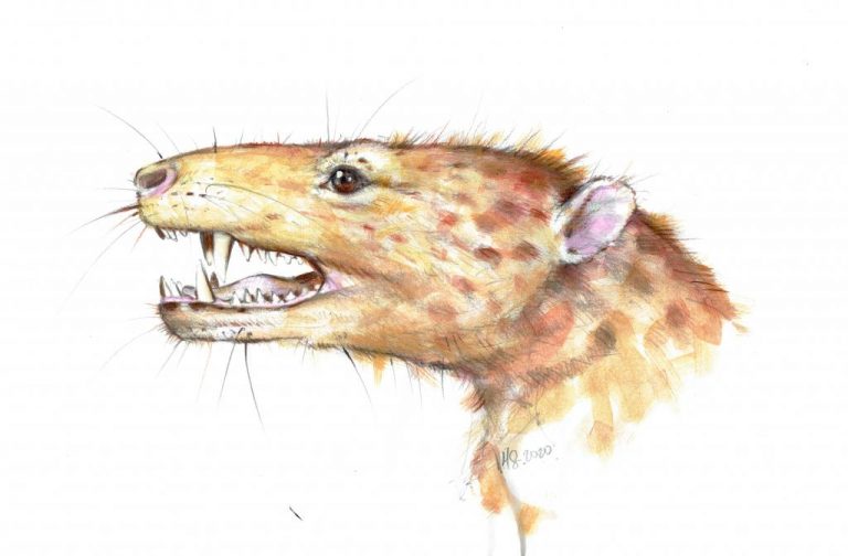 Polscy paleontolodzy odkryli najstarszy dwukorzeniowy ząb prassaka na świecie sprzed ok. 215 mln lat