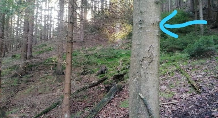 W podwrocławskich lasach ktoś rozwiesza stalowe linki pomiędzy drzewami