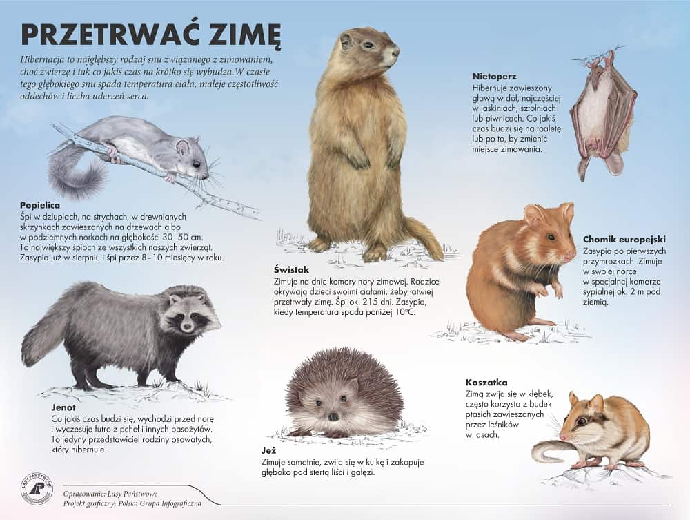 Ktore Zwierzeta Zasypiaja Na Zime Różne strategie przetrwania zimy stosowane przez zwierzęta z naszych
