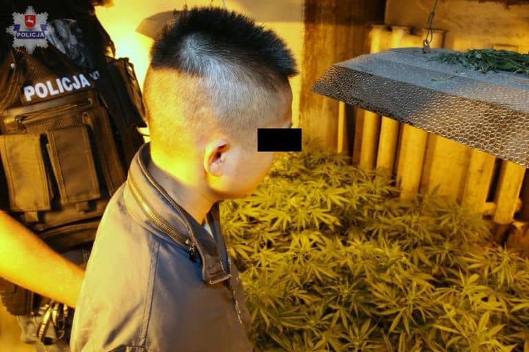 Pod Warszawą policja odkryła dwie plantacje marihuany prowadzone przez Wietnamczyków