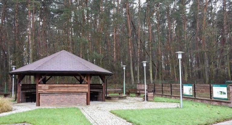 Aleja Stu Dębów, zasadzona przez krasnostawskich leśników, w nowej odsłonie