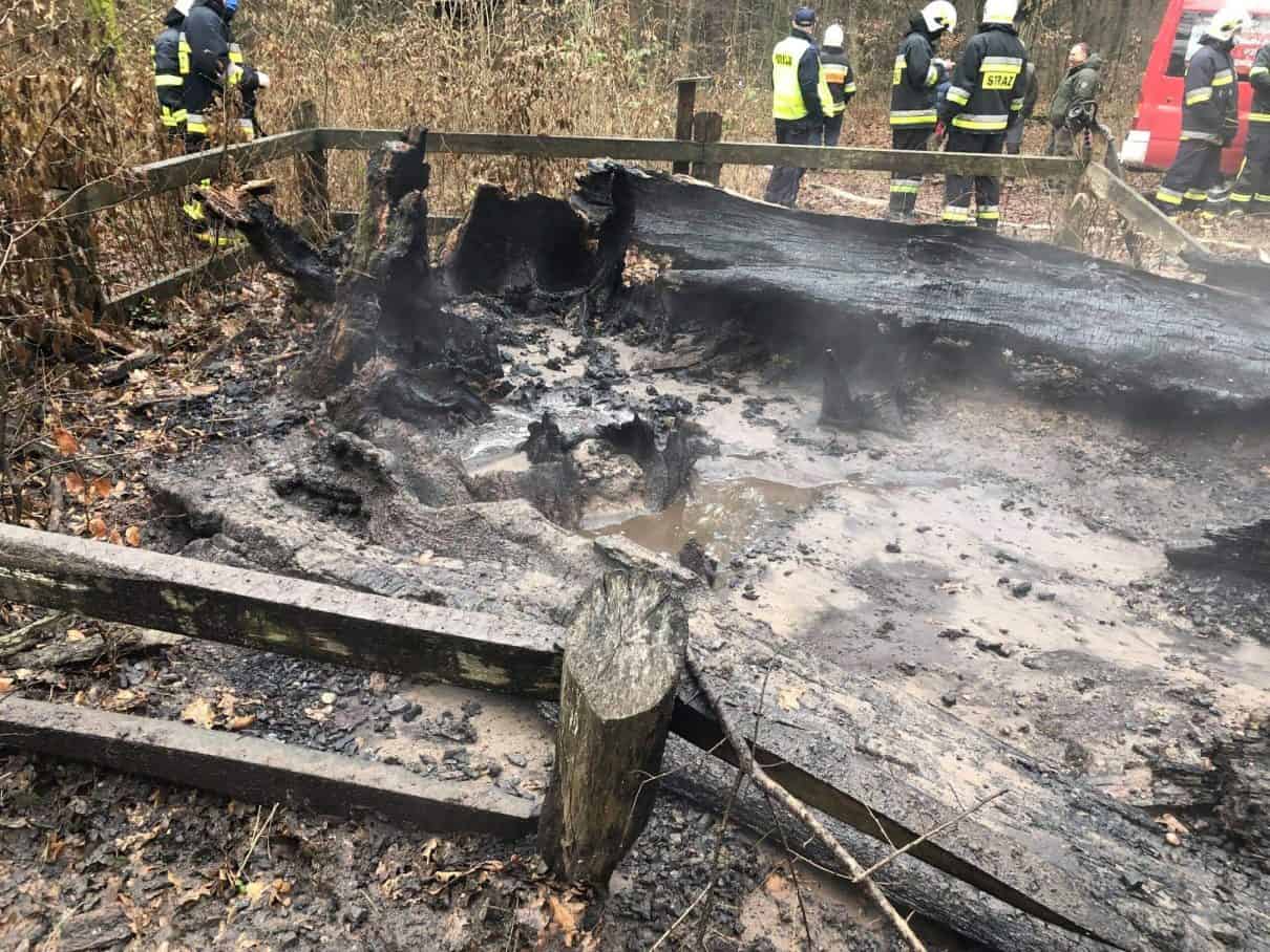 Spłonął 500-letni „Dąb Rzeczypospolitej”, prawdopodobnie było to podpalenie