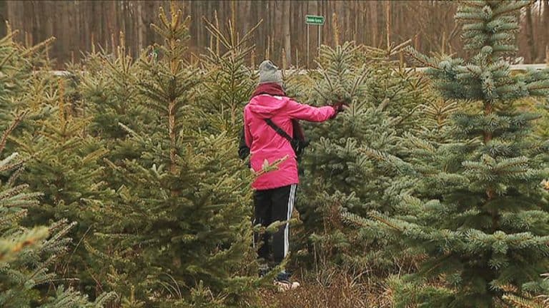 Wszystkie drzewka pozyskano na plantacjach choinkowych i w ramach cięć pielęgnacyjnych w młodnikach