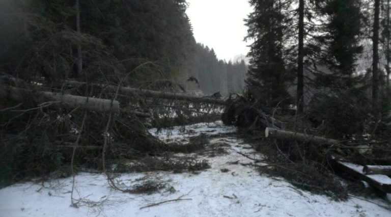 Powalone drzewa na drodze do Morskiego Oka, w Tatrach szaleje halny