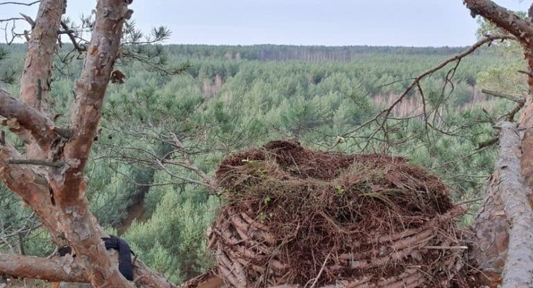 Sokoły wędrowne powracają do lasów
