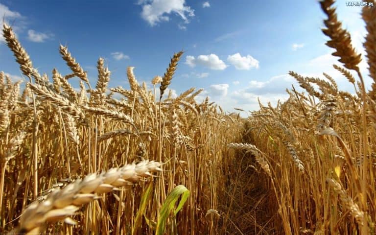 Czy czeka nas podwyżka cen mięsa i zboża?