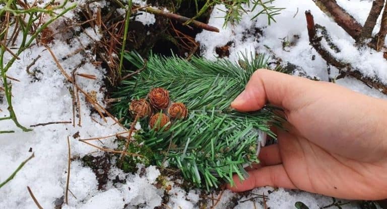 Zielone Las Story, czyli leśne poszukiwanie skarbów