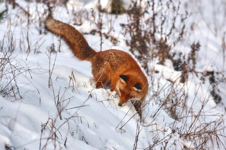 Dzięki świetnemu słuchowi lis najpierw lokalizuje pod śniegiem swoją potencjalną zdobycz…