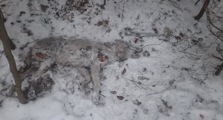 W lasach Nadleśnictwa Daleszyce wilczyca padła ofiarą kłusownika