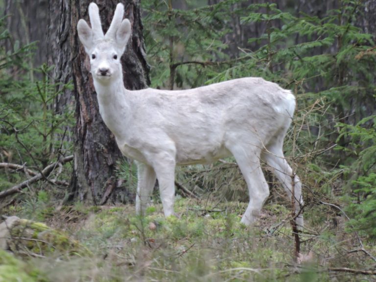 Niezwykłego mieszkańca poddębickich lasów uchwycono na fotografii