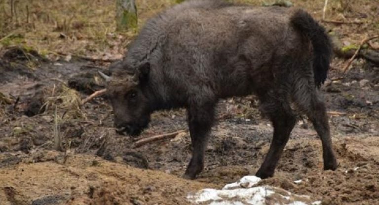 Żubry ruszyły na podbój kolejnej puszczy
