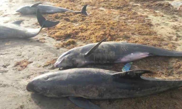 Ghana: Na plaży znaleziono dziesiątki martwych delfinów