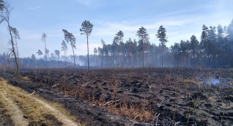 Żywioł nie oszczędził lasów włodawskich: Ogień pochłonął przeszło 33 ha lasów