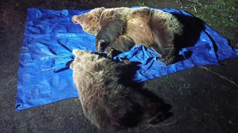 Tatry: Przed hotelem zastrzelili niedźwiedzicę z młodym niedźwiadkiem