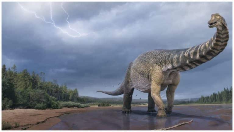 Naukowcy odkryli nowy gatunek dinozaura. Był ogromny