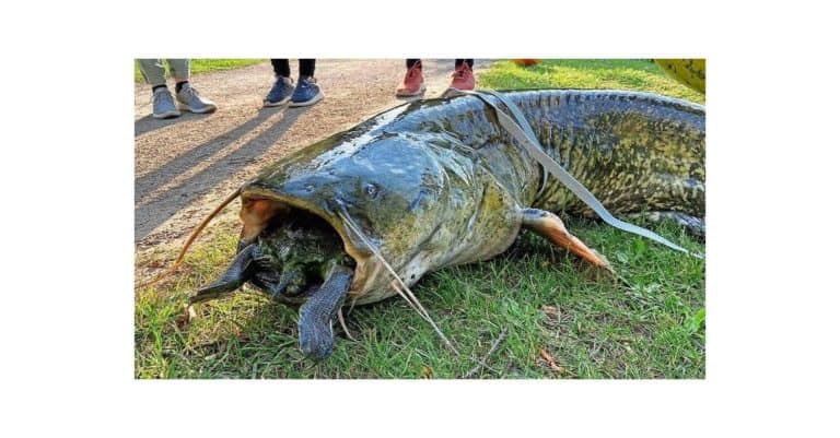 Niemcy: Gigantyczny sum udławił się żółwiem…