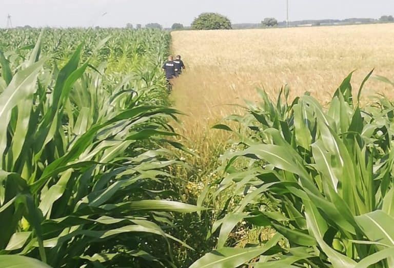 Nagi schował się w polu kukurydzy, myślał, że będzie niewidoczny
