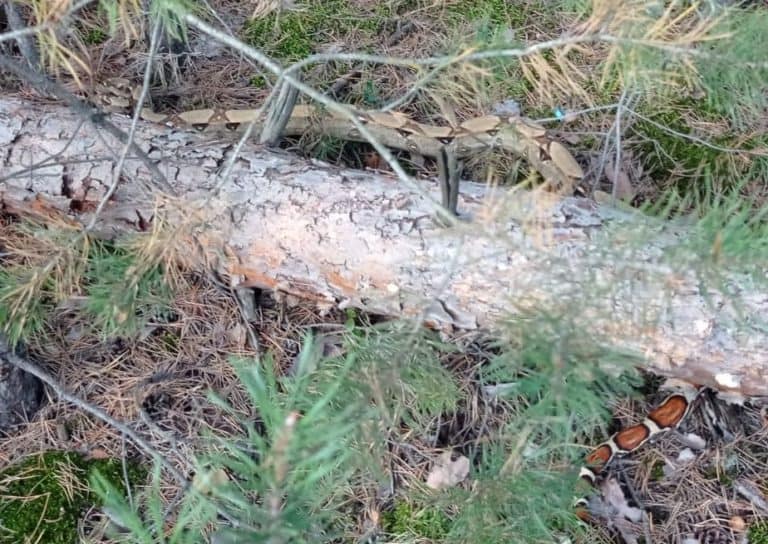 Boa dusiciel grasował w lesie na Dolnym Śląsku