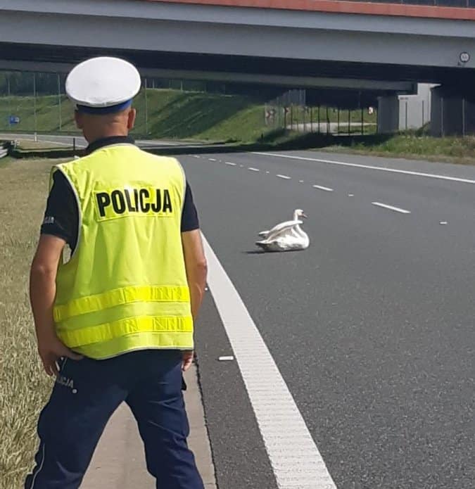 Na autostradzie A4 policjanci spacyfikowali… łabędzia