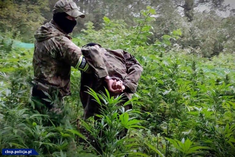 Zlikwidowano dwie plantacje krzaków konopi i zatrzymano trzech „ogrodników”