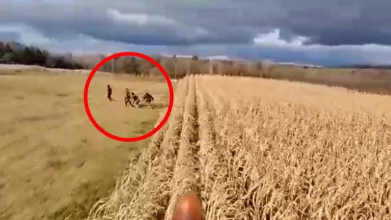 Migranci schowali się w kukurydzy. Ledwo uciekli przed kombajnem /film/