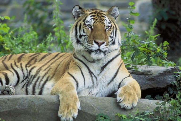 W amerykańskim zoo zmarł tygrys o imieniu… Putin