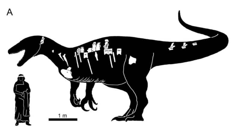 W Argentynie odkryto szkielet olbrzymiego drapieżnego dinozaura