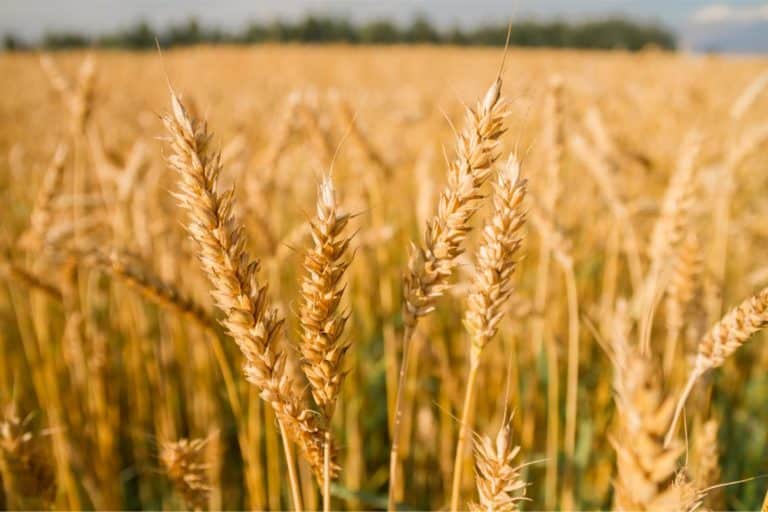 Ukraiński Związek Zbożowy podał, o ile spadnie produkcja pszenicy