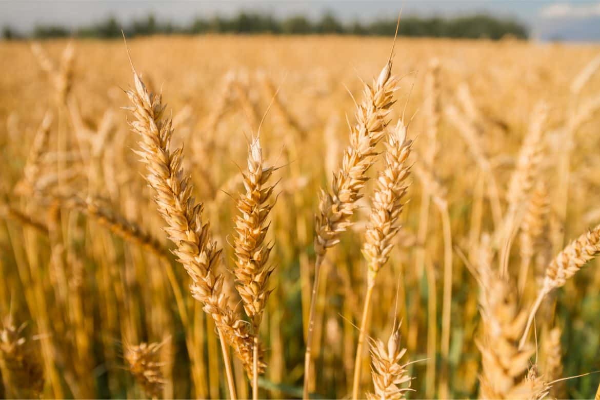„Rz”: Zboże techniczne z Ukrainy sprzedane polskim producentom mąki