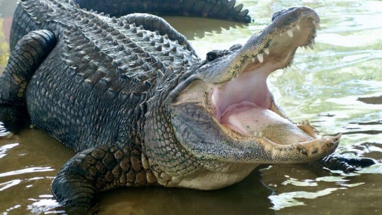 Zignorował ostrzeżenia i wszedł do stawu, w którym był… aligator
