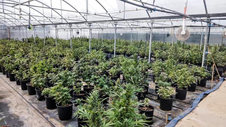 Służby włoskie we współpracy z CBŚP zlikwidowały plantację konopi i przejeły 130 kg marihuany