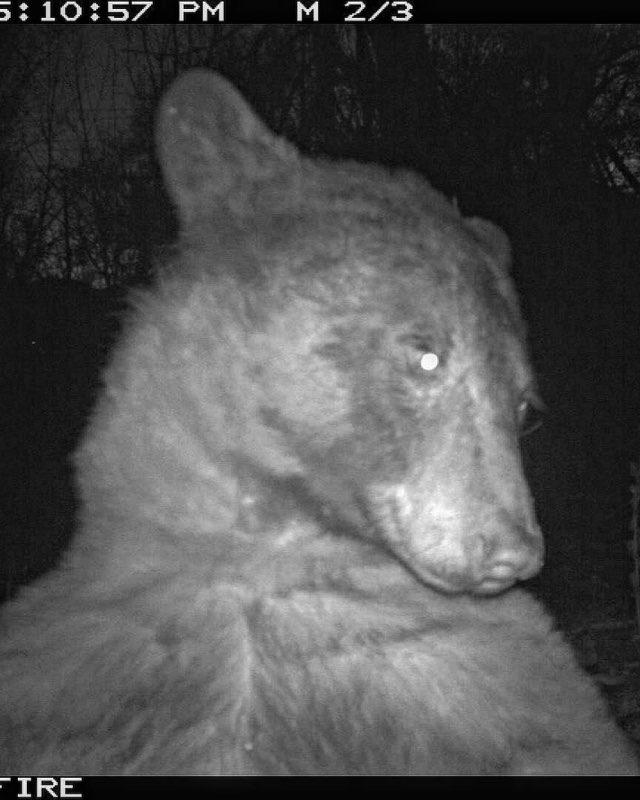Niedźwiedź postanowił zrobić sobie „selfie”. 400 razy!