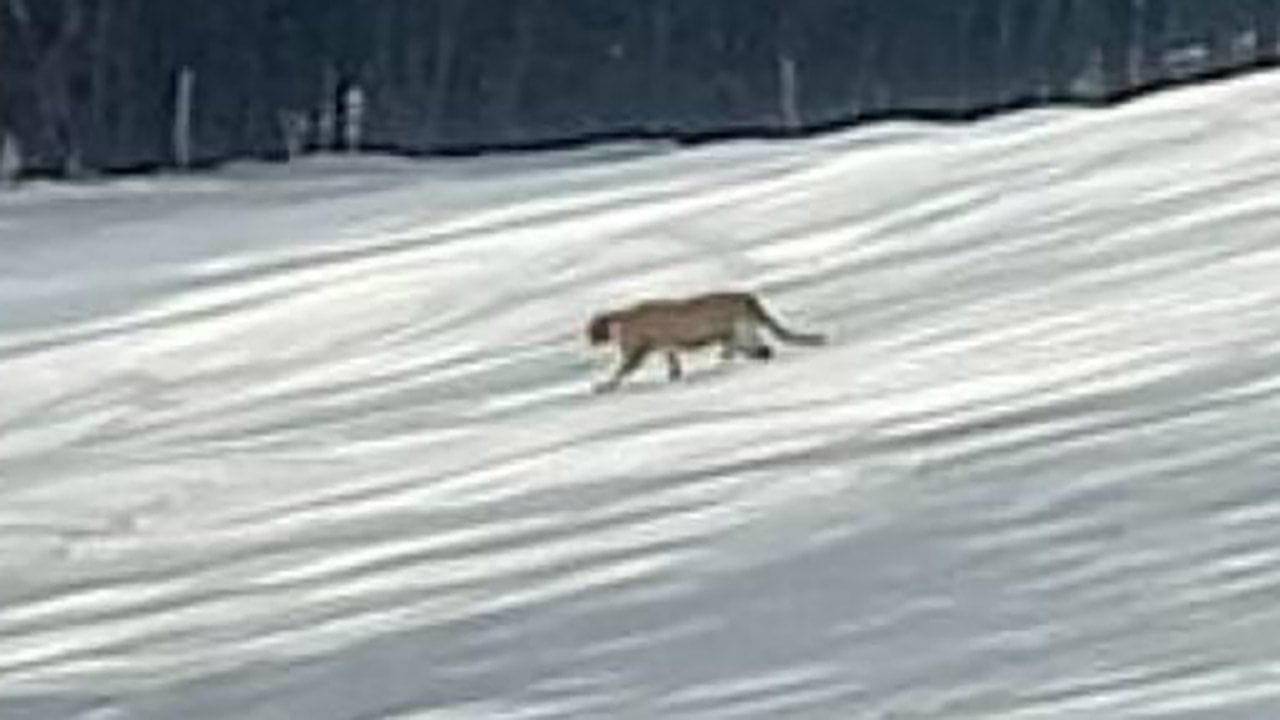Pod Nowym Sączem grasuje puma? Opublikowano zdjęcie