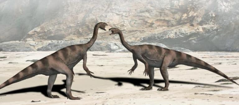 Naukowcy ustalili, jak często brał oddech jeden z największych roślinożernych dinozaurów