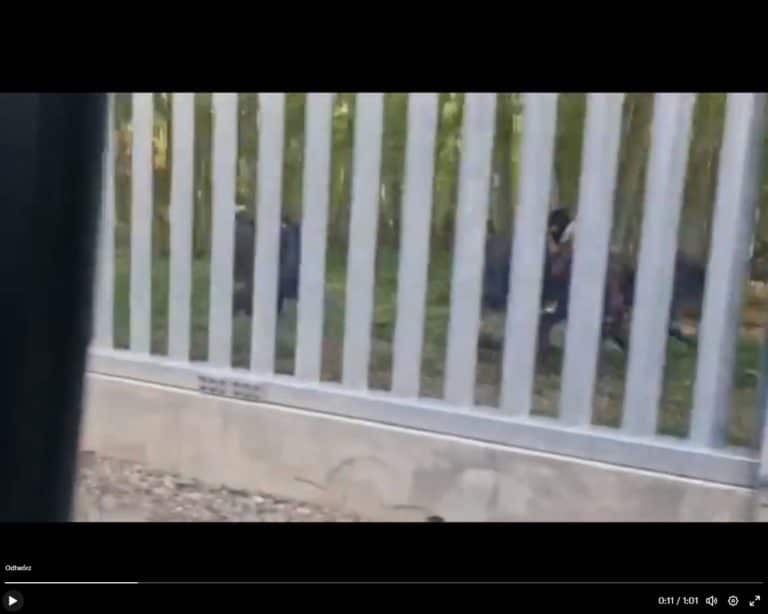 Kilkudziesięciu migrantów robiło rekonesans, szukając miejsca do nielegalnego przekroczenia granicy /film/