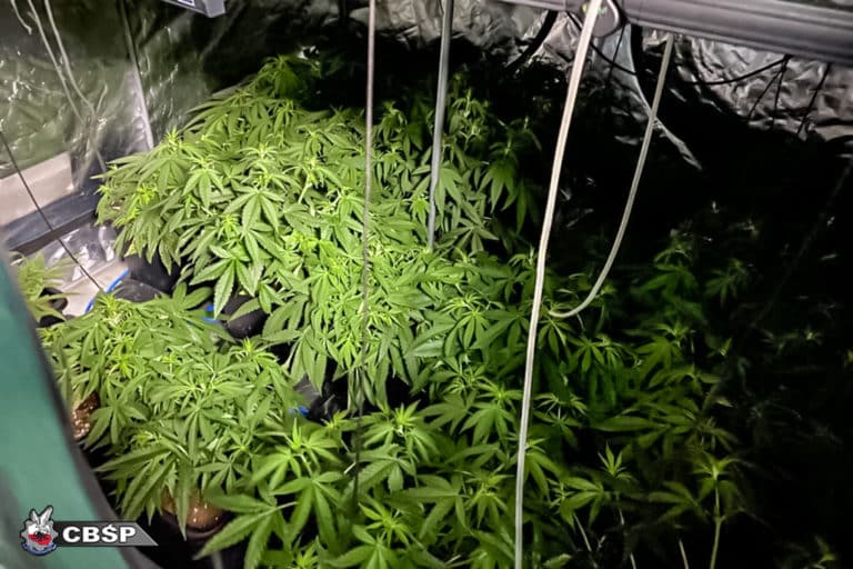 Gangster ukrywał się przed policją. W tym czasie doglądał plantacji marihuany