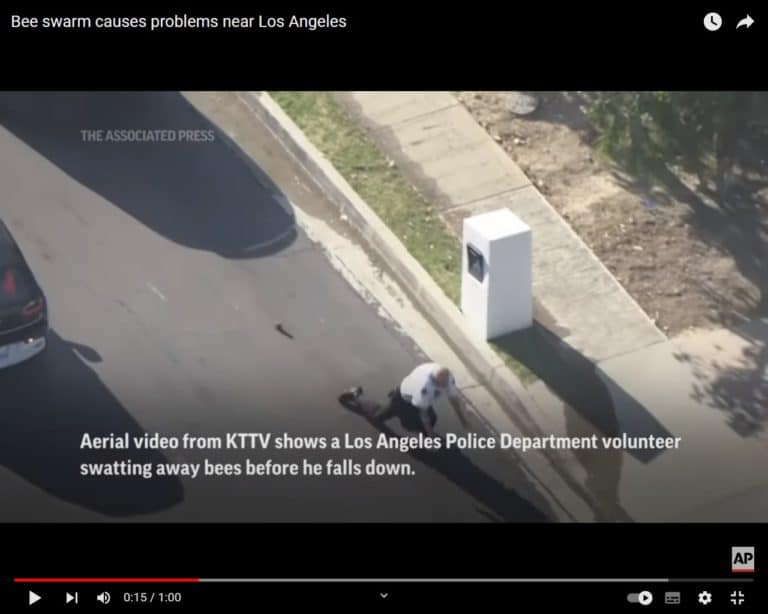 Rój pszczół zaatakował mieszkańców Los Angeles. Sceny jak z thrillera /film/