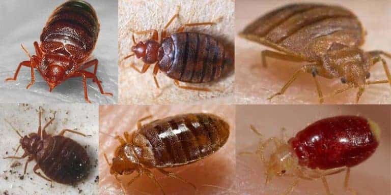 Francja i Anglia: nachodźcy ubogacili mieszkańców… pluskwami