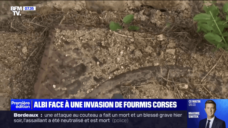 Inwazja mrówek we Francji