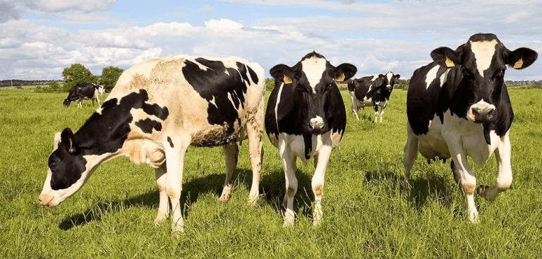 Dania nałożyła podatek klimatyczny na krowy
