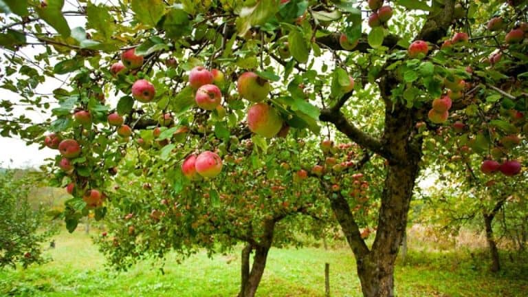 Rząd Tuska planuje zaostrzenie koncesji na wycinkę drzew i krzewów