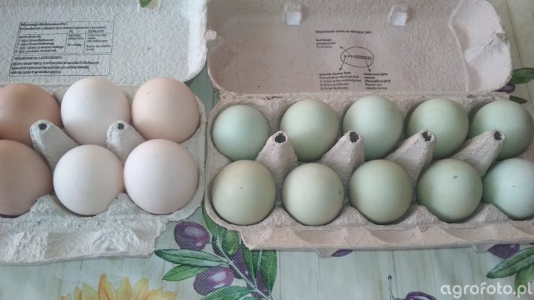 W sklepach wkrótce zabraknie jaj. Wszystko jak zwykle przez UE