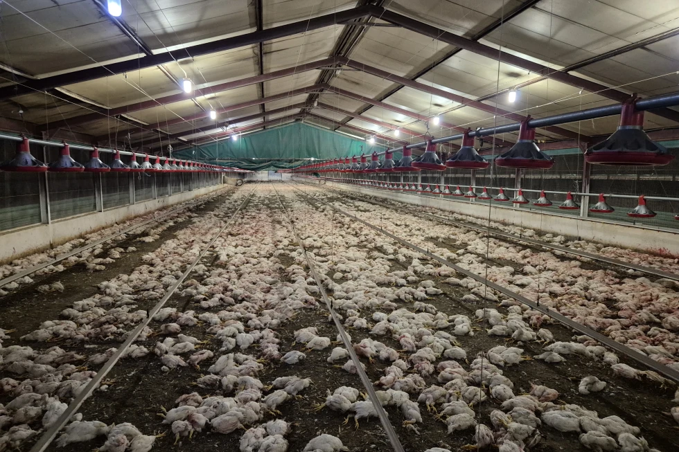 Murzyni opuścili farmy drobiu. Zwierzęta zaczęły zjadać się nawzajem