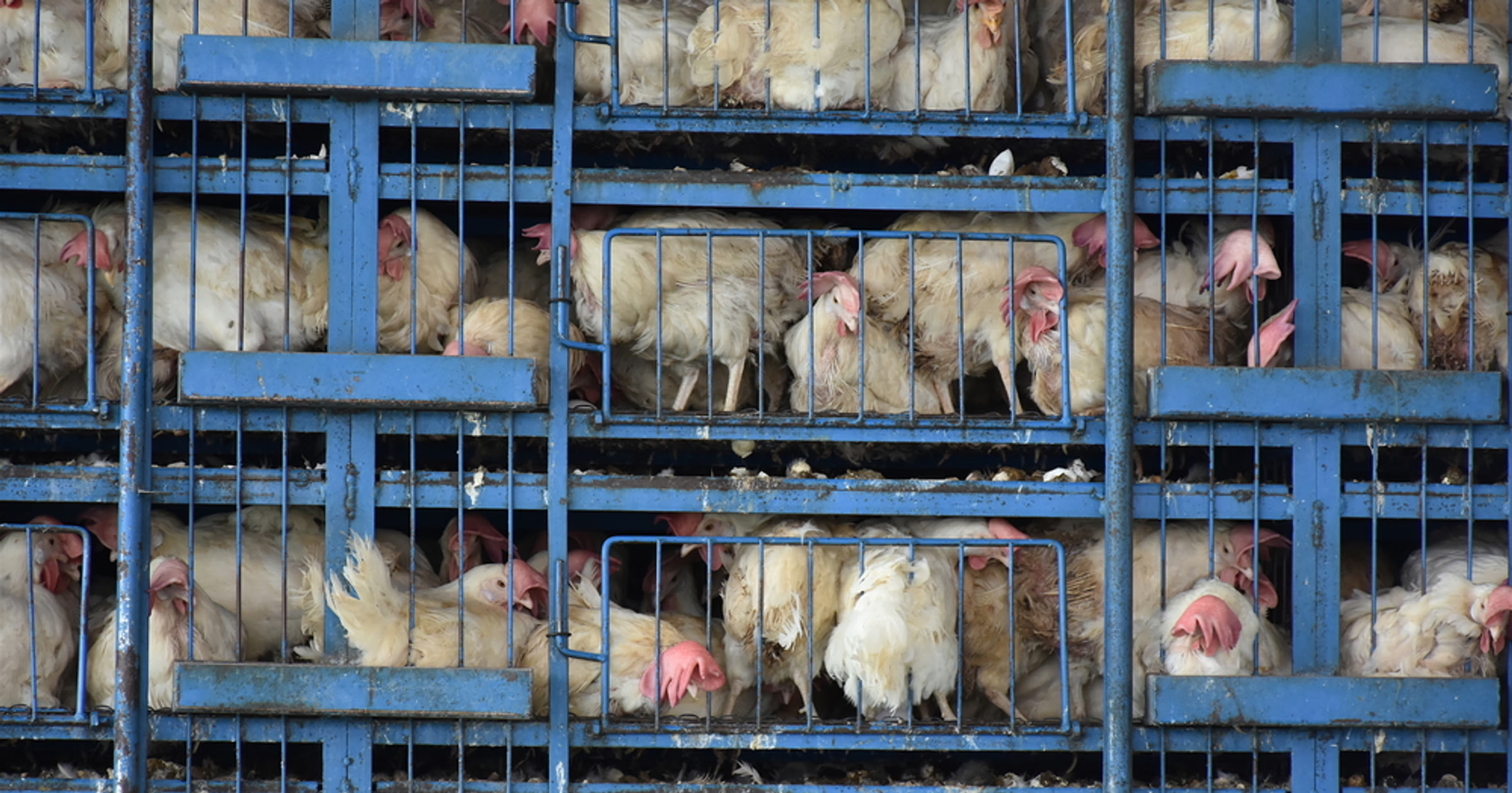 Ukraińcy otworzą kolejną fermę drobiu przy granicy z Polską