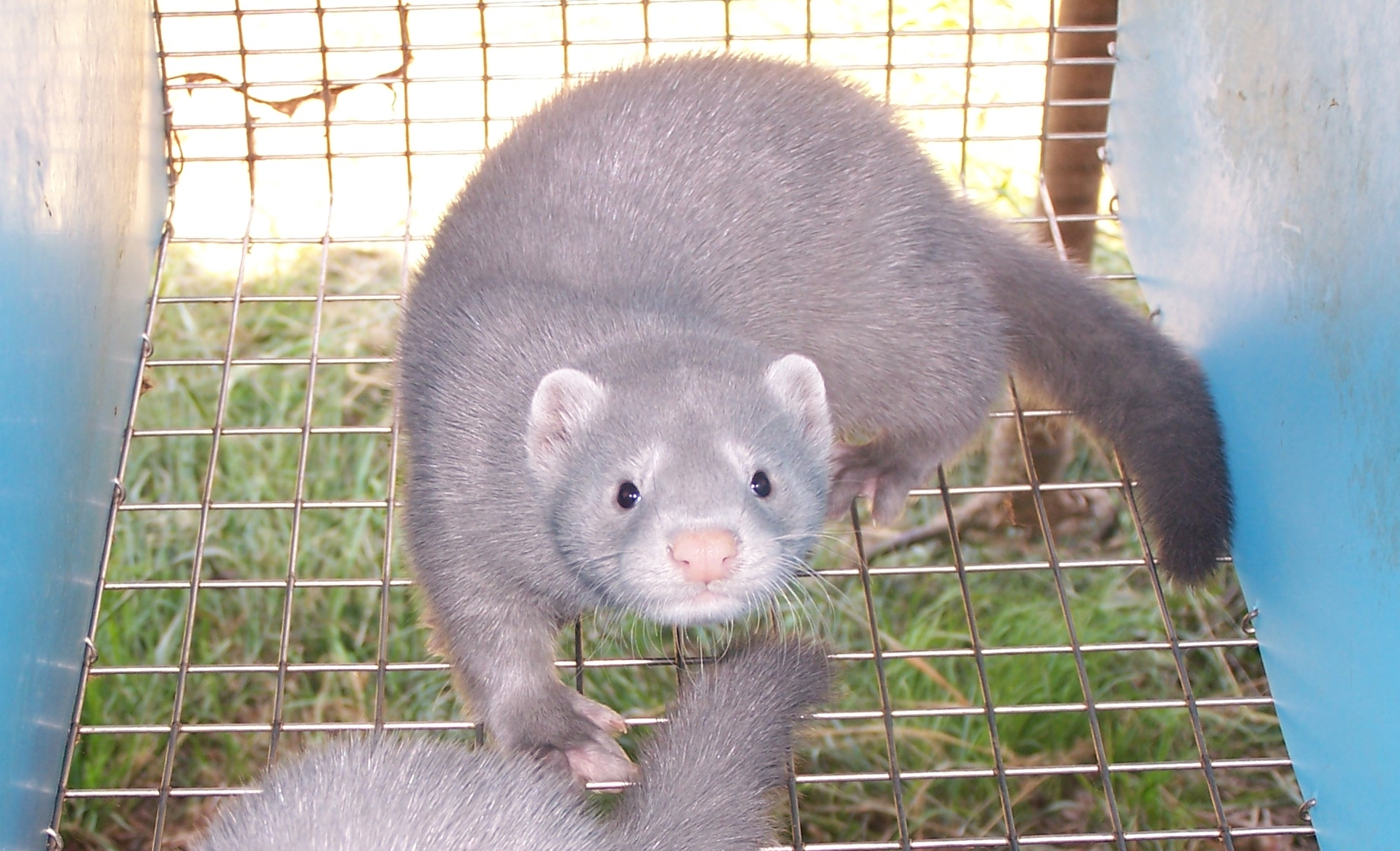 PO forsuje w sejmie likwidację branży futerkowej