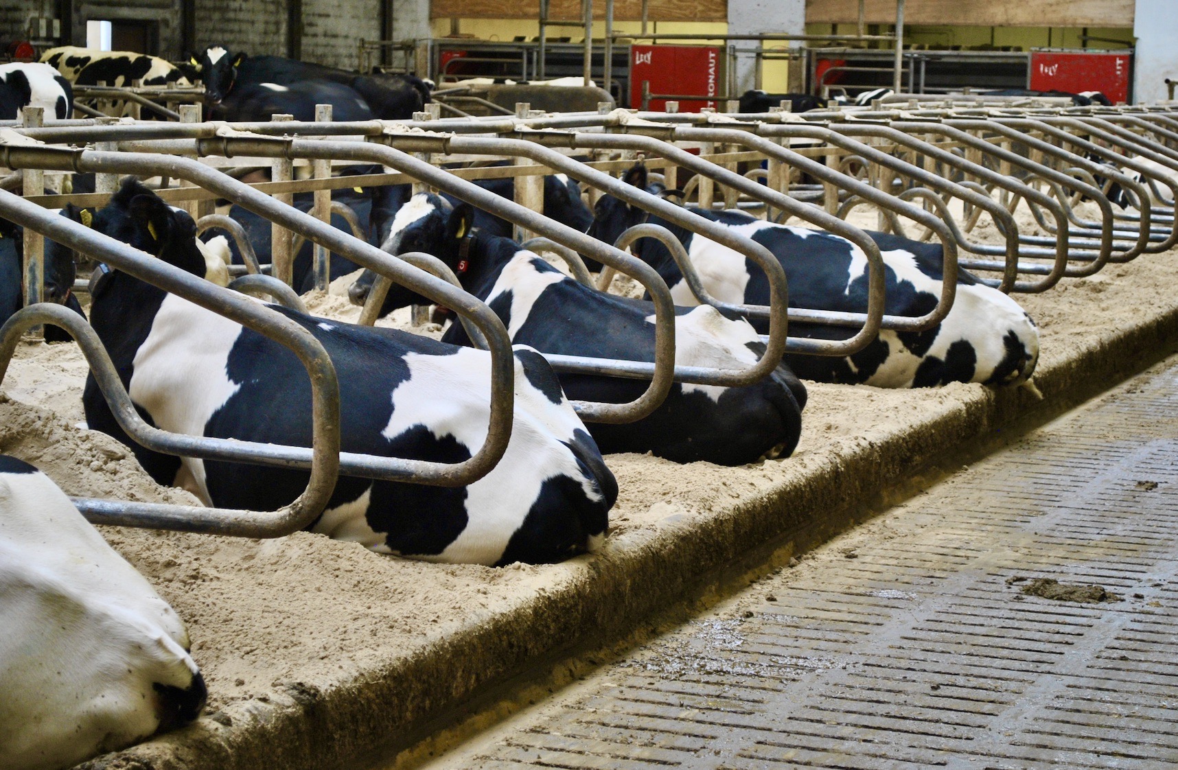 Katastrofa projektu „mleka klimatycznego”. Krowy zaczęły chorować i zdychać